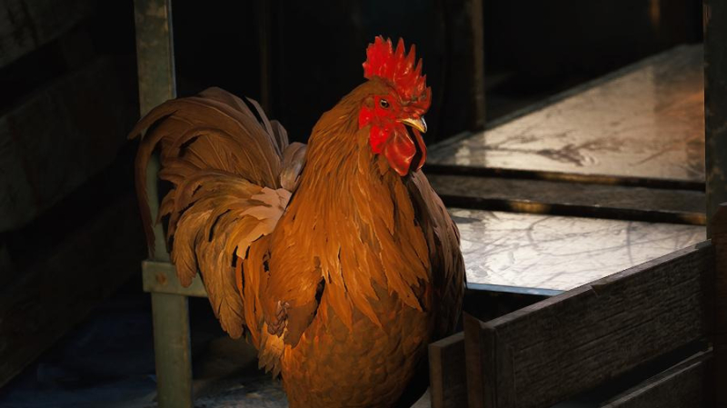 How to get a Dog Collar for Scrappy in Arc Raiders - VideoGamer