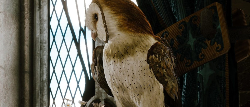 ПК-геймеры могут получить Hogwarts Legacy бесплатно — предложение ограничено по времени